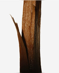 Licorice Root Extract