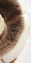 Tremella Mushroom Extract