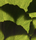 Ginkgo Biloba Extract