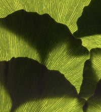 Ginkgo Biloba Extract