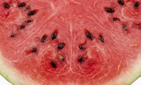 Watermelon Seed Oil