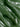 Cleansing Concentrate with Blue Tansy