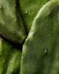 Prickly Pear Extract