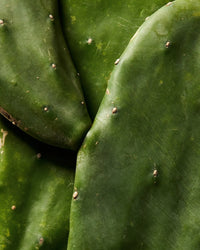 Prickly Pear Extract