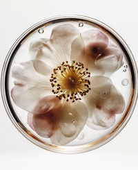 Camellia Seed Oil